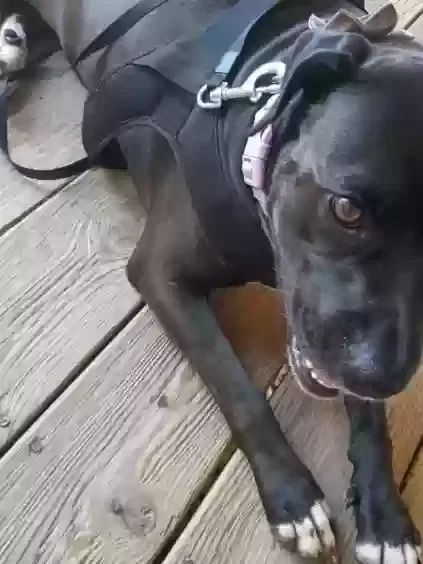 Dog, Lab Dog for adoption in Pittsburg, KS, 66762