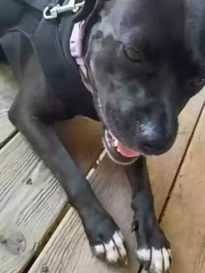 Dog, Lab Dog for adoption in Pittsburg, KS, 66762