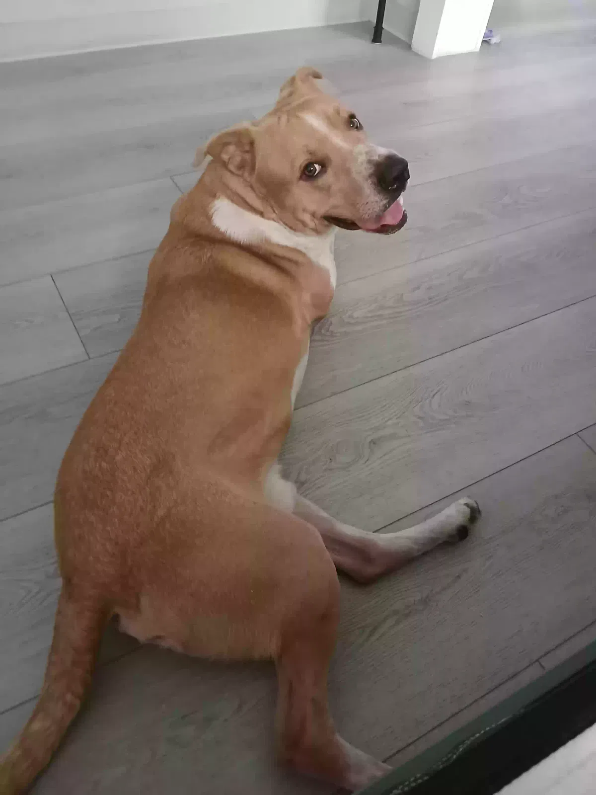 Dog, Unknown Dog for adoption in Ponca City, OK, 74601