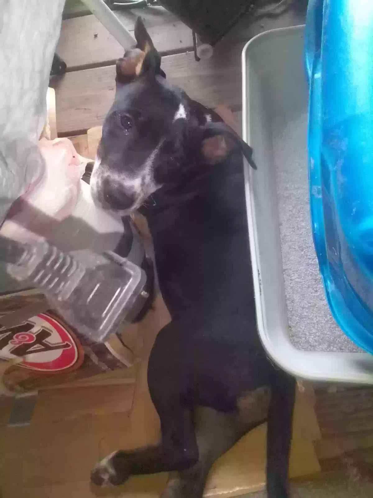 No name, Unknown Dog for adoption in New Richmond, OH, 45157