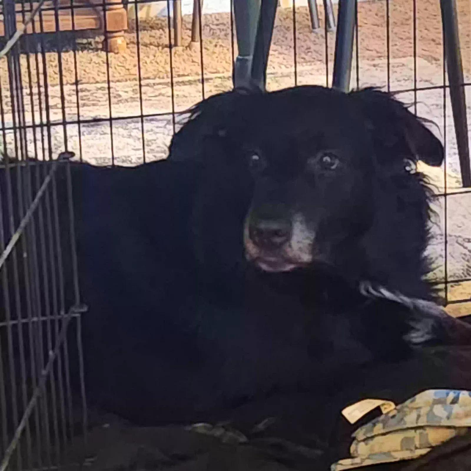 TUCKER, Unknown Dog for adoption in Ponca City, OK, 74601