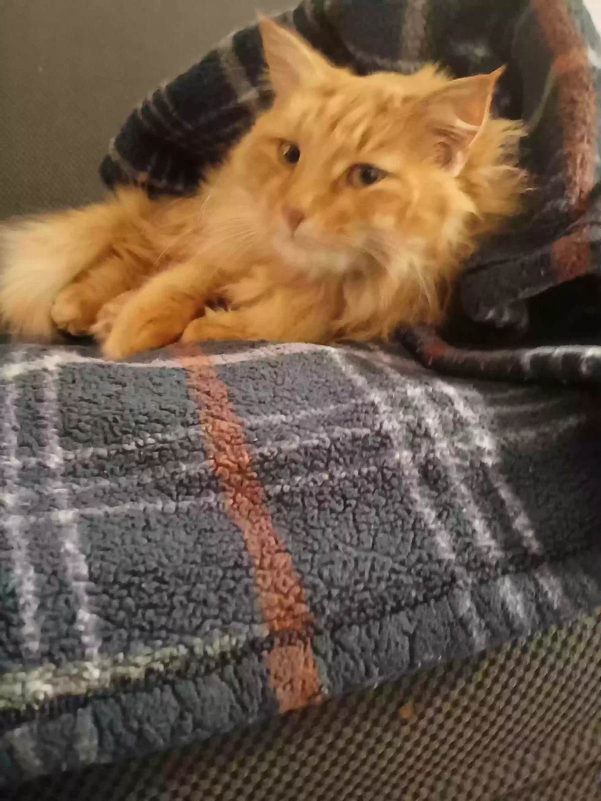 Cat, Orange cat Cat for adoption in Melrose, FL, 32666