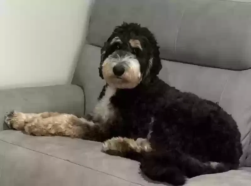 Samson, Sheepadoodle Dog for adoption in Longview, TX, 75605