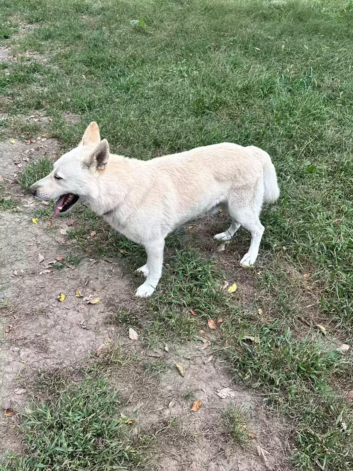 Roco, German Shepard Dog for adoption in Prole, IA, 50229