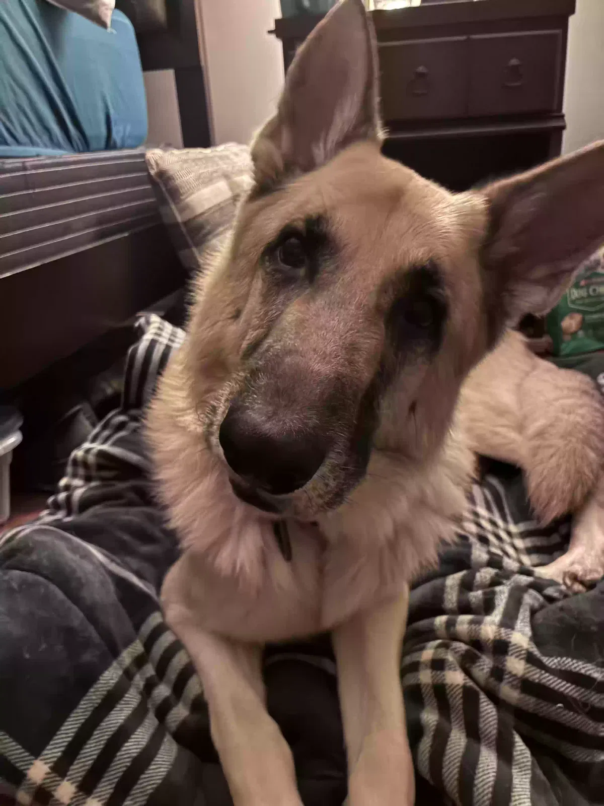 Dog, German shepherd Dog for adoption in Blakeslee, PA, 18610