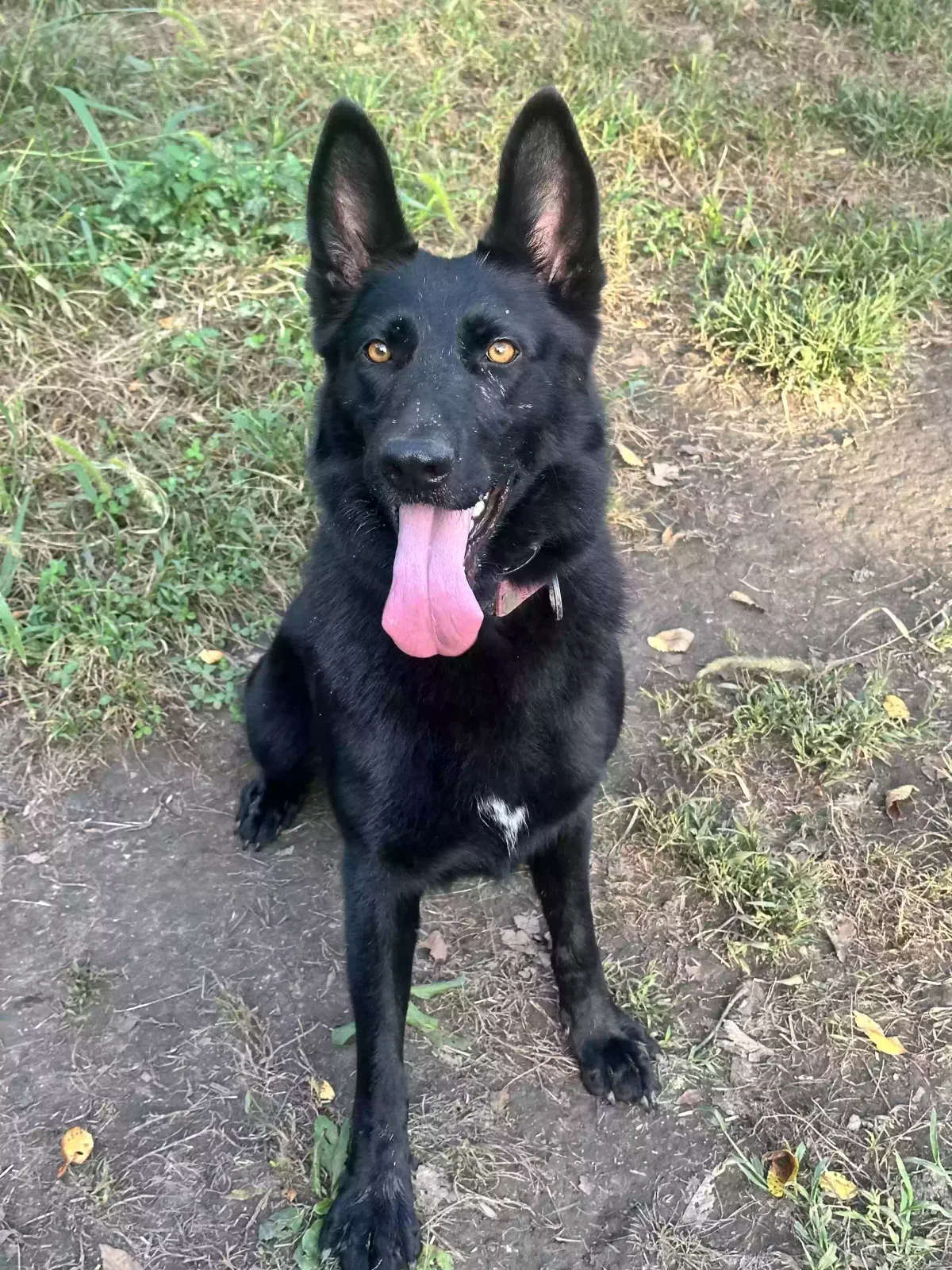 Moxy, German Shepard Dog for adoption in Prole, IA, 50229