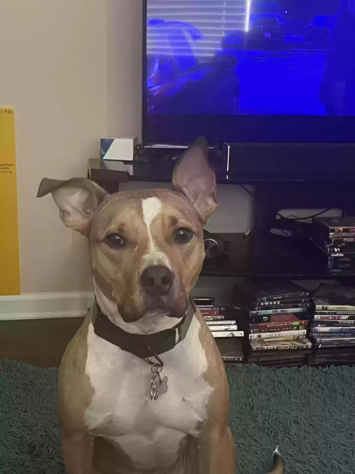 Rocky, Staffordshire terrier mix Dog for adoption in Dallas, GA, 30132