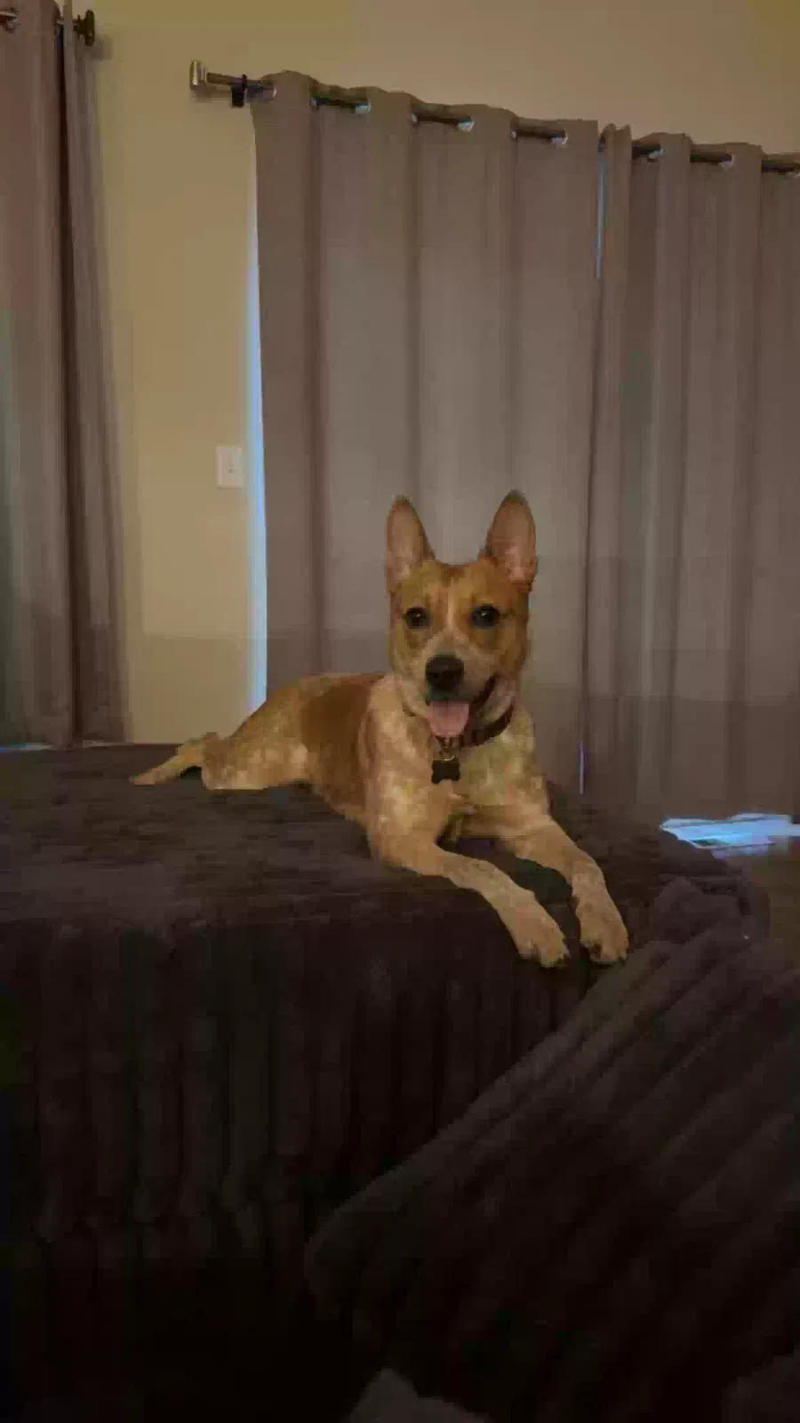 Pennie, Unknown Dog for adoption in Sandy, OR, 97055