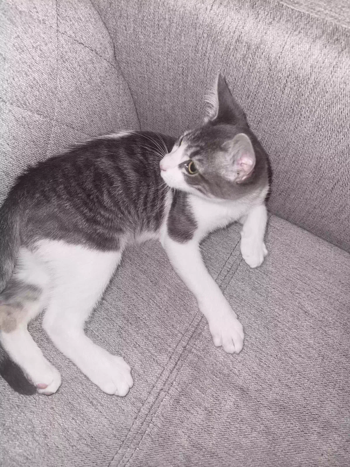 Blair, Unknown Cat for adoption in Buford, GA, 30518
