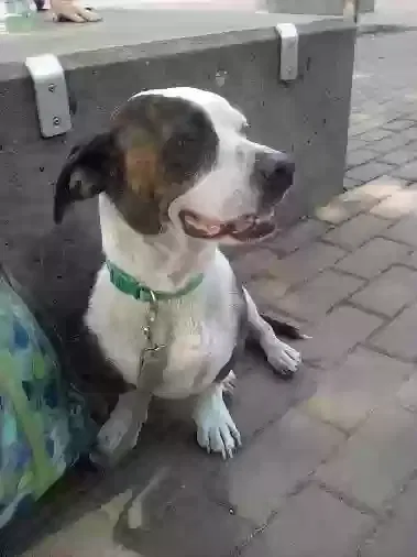 Dog, Unknown Dog for adoption in Springfield, MO, 65802