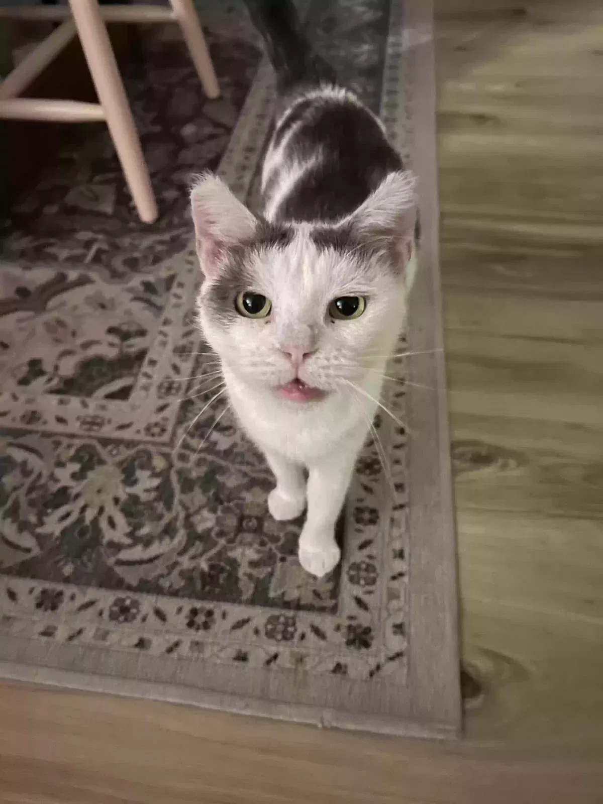 Tilly, Unknown Cat for adoption in Waco, TX, 76708
