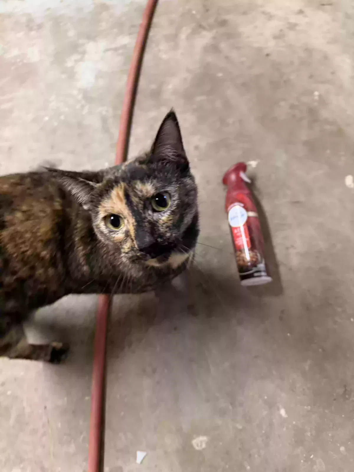 Bonbon, Unknown Cat for adoption in Saint Louis, MO, 63125