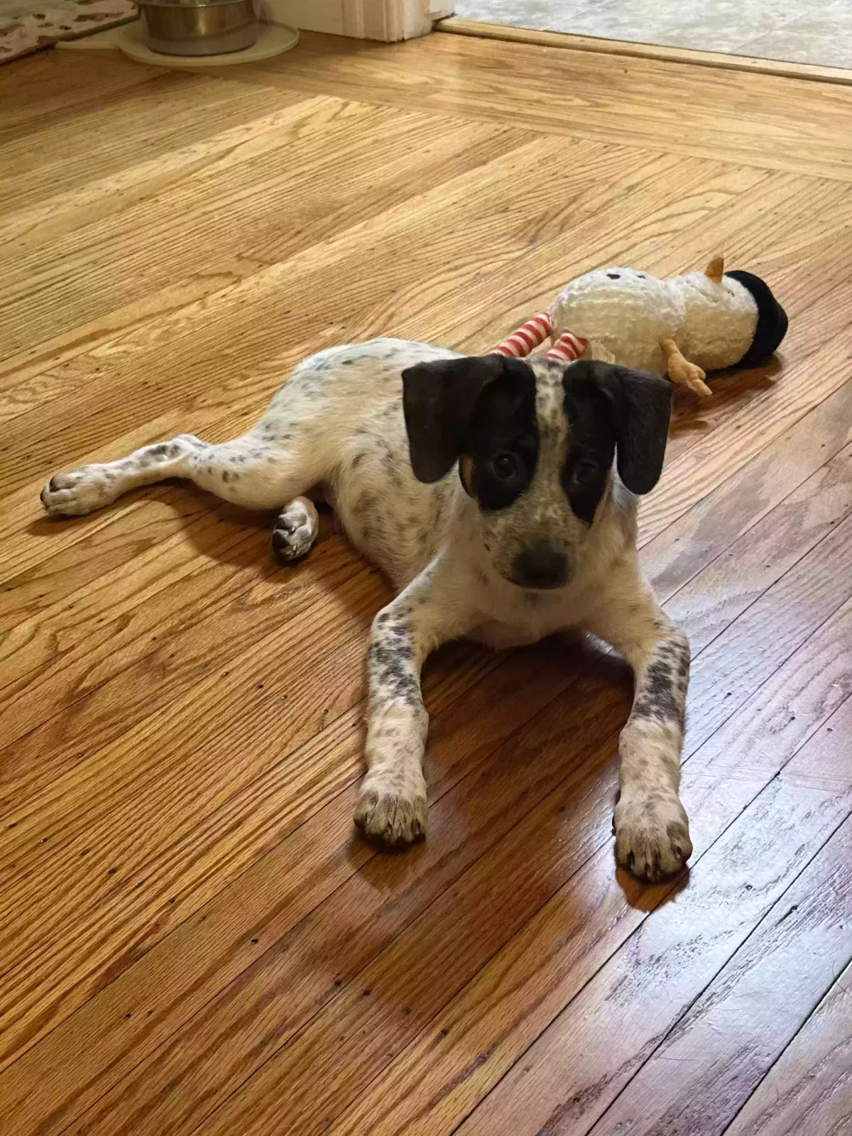Maverick, Cattle Dog Chihuahua Mix Dog for adoption in Napa, CA, 94558