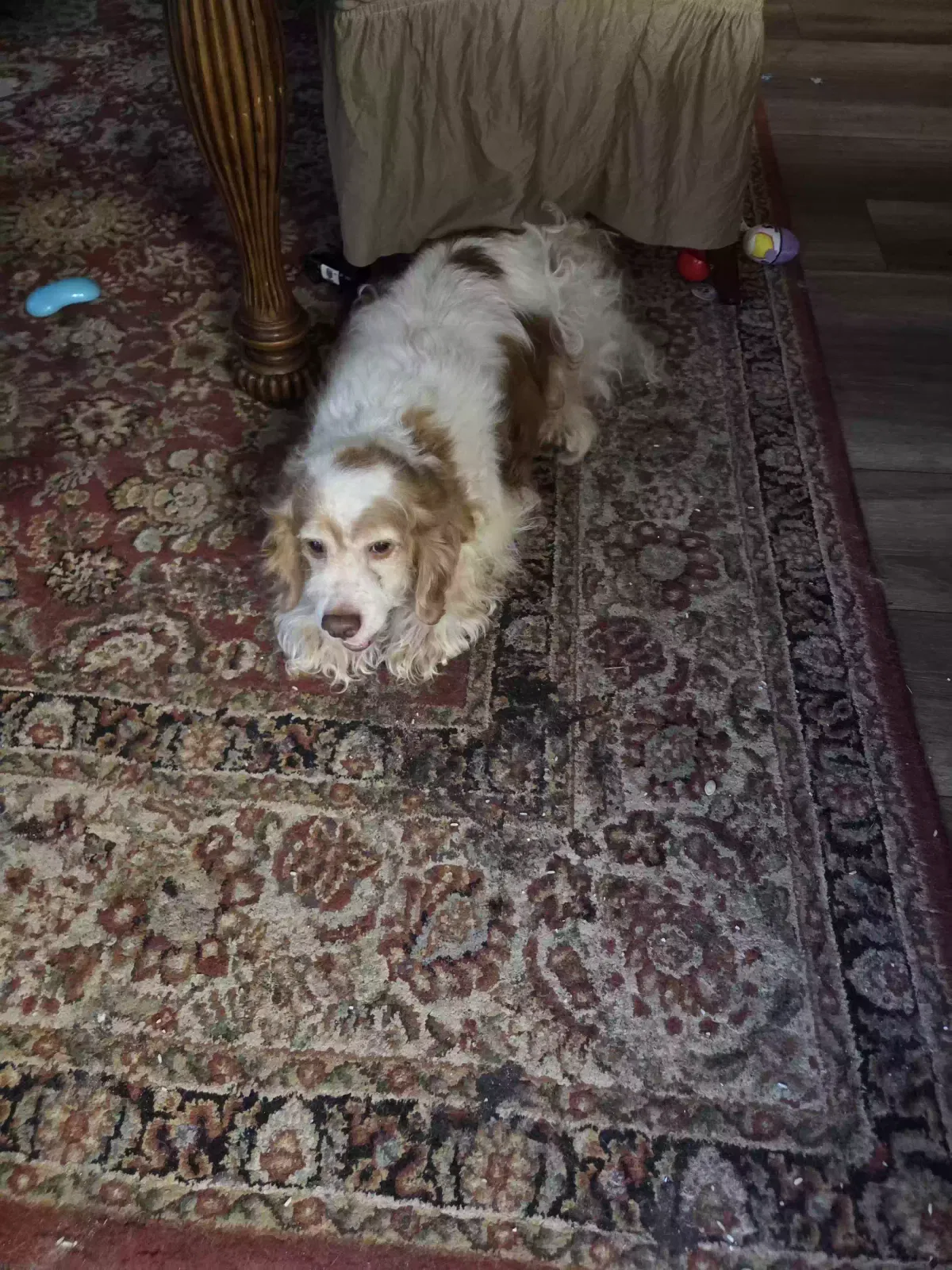 Aziah, Cockpoo Dog for adoption in Ellenwood, GA, 30294
