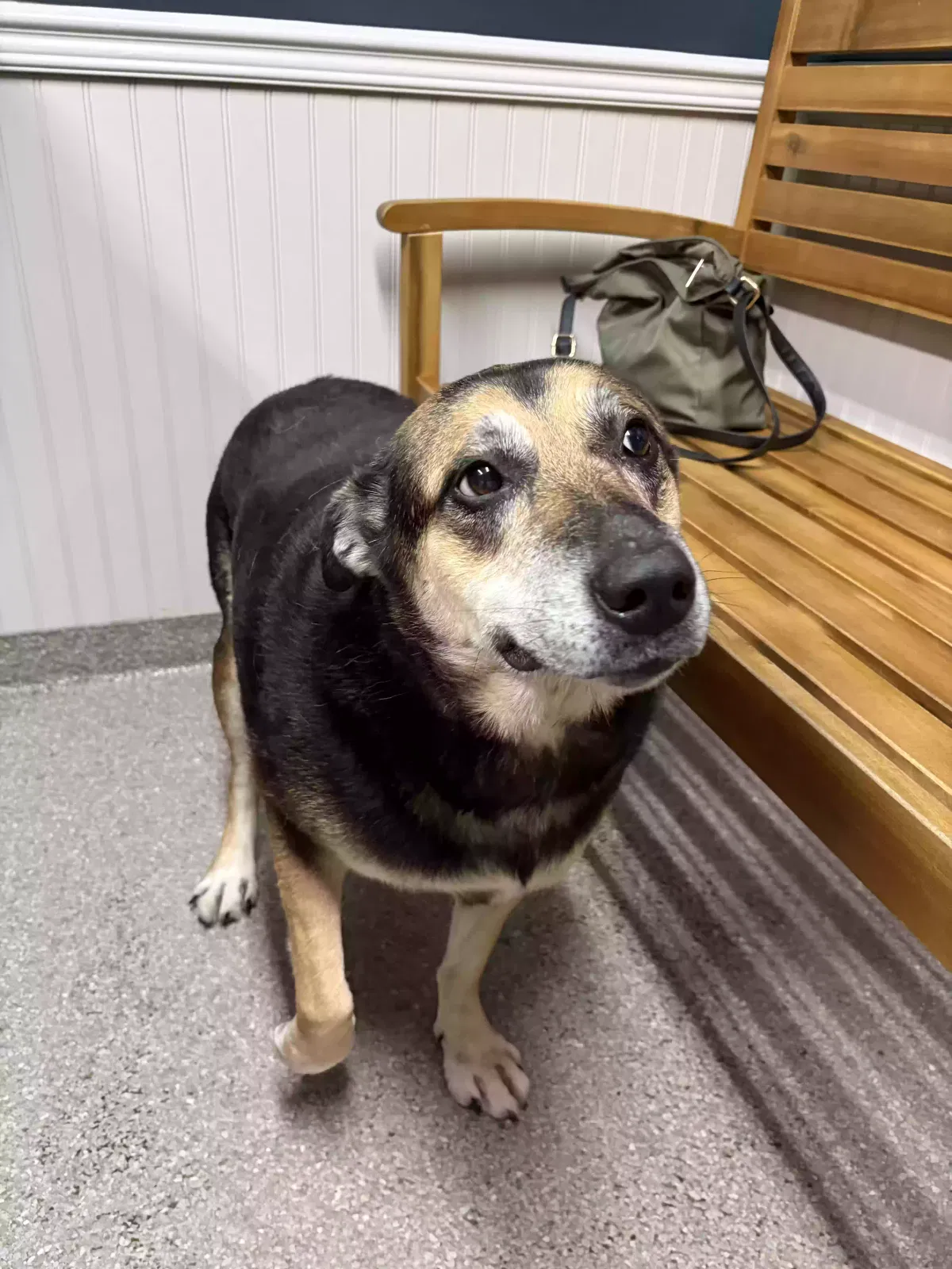Katie, German Shepherd Mix Dog for adoption in Atlanta, GA, 30350