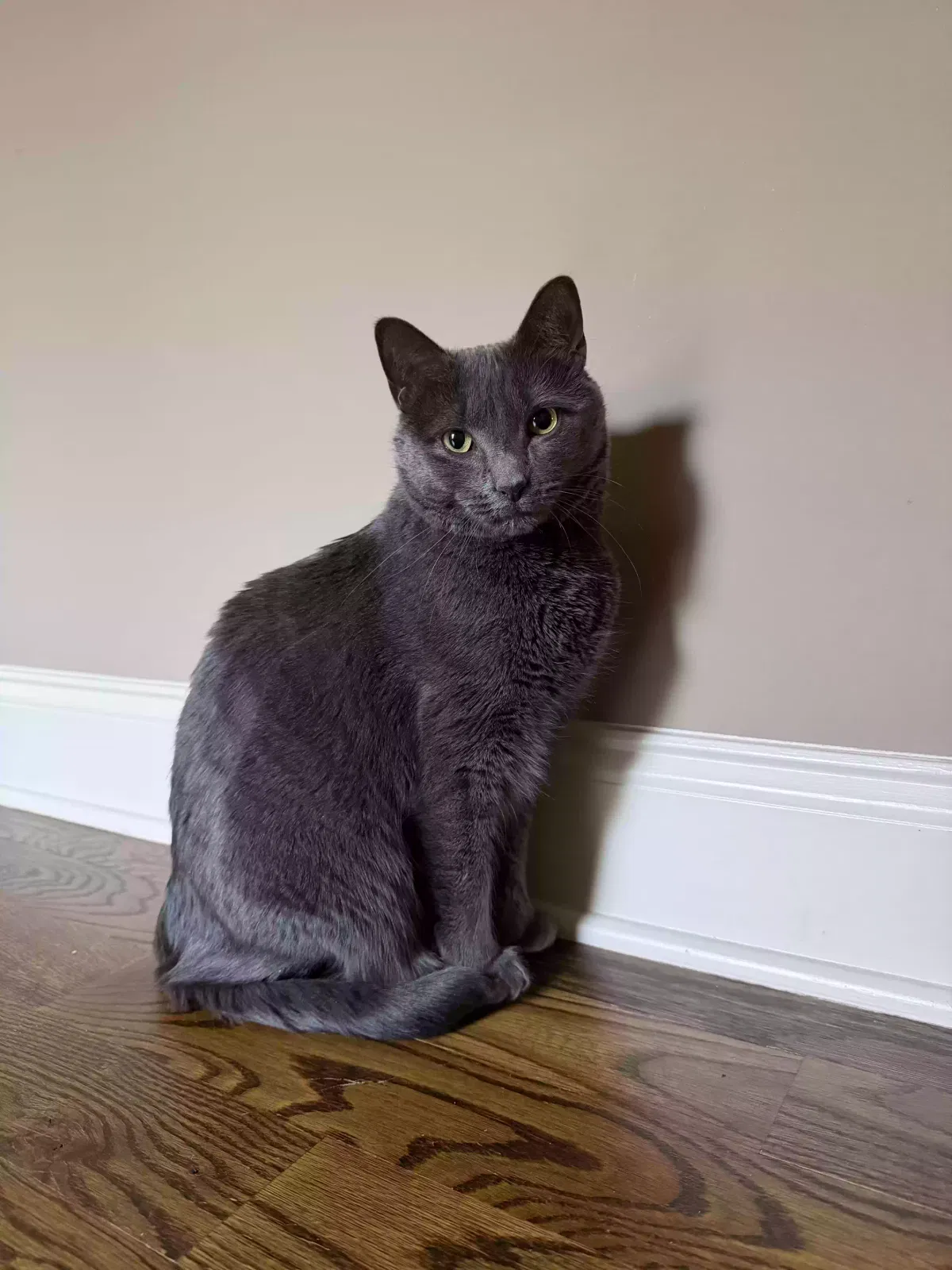 Luna, Shorthair Cat for adoption in Atlanta, GA, 30319