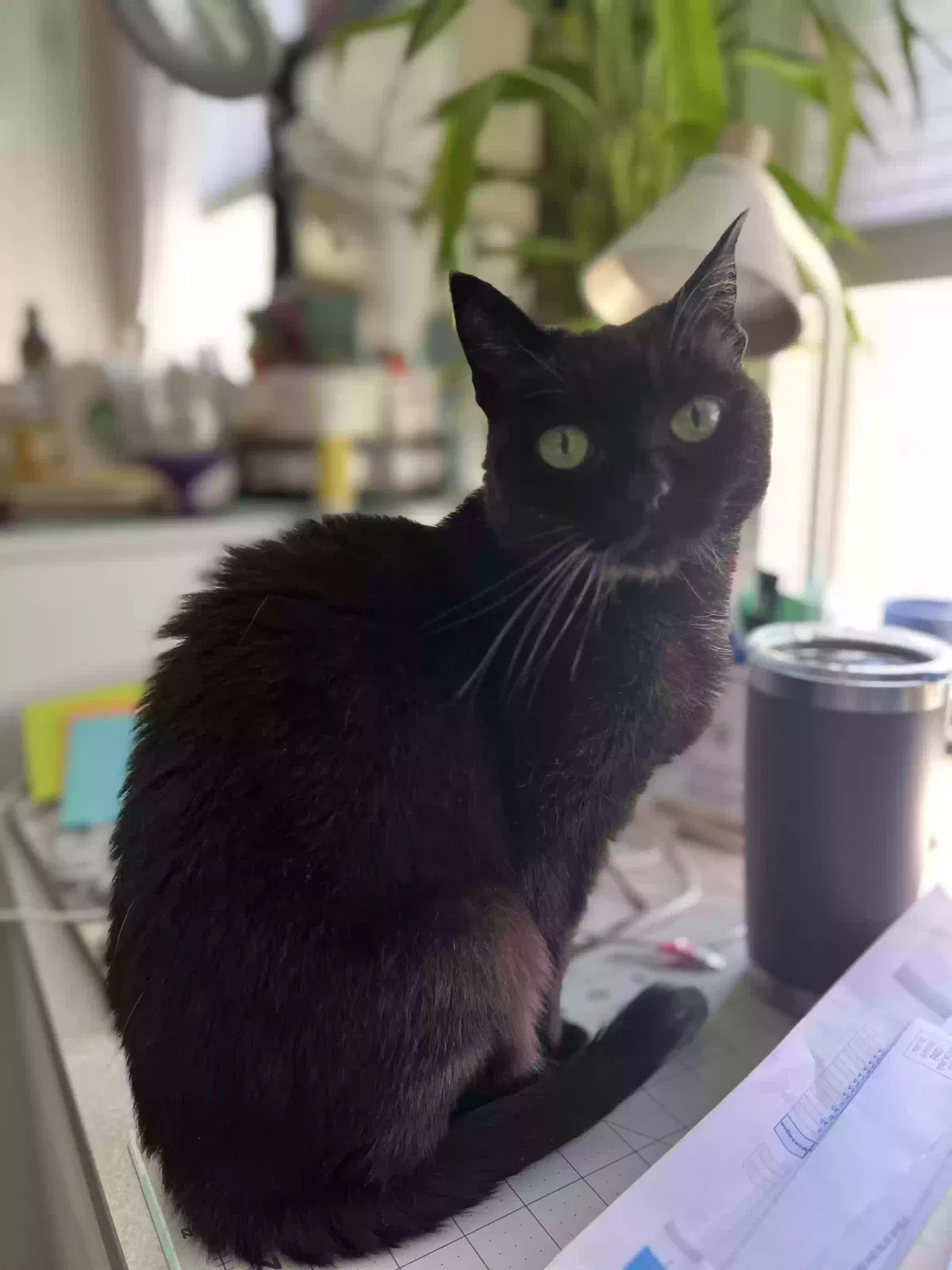 Kitty, Bombay mix Cat for adoption in Windsor Locks, CT, 06096