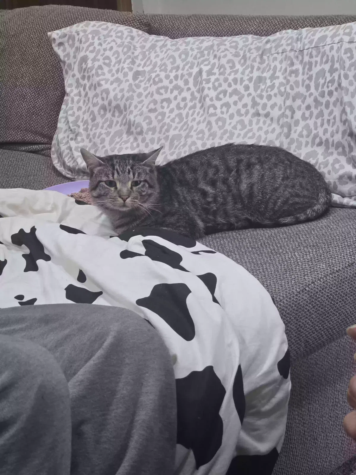 Cat, Unknown Cat for adoption in Cuyahoga Falls, OH, 44221