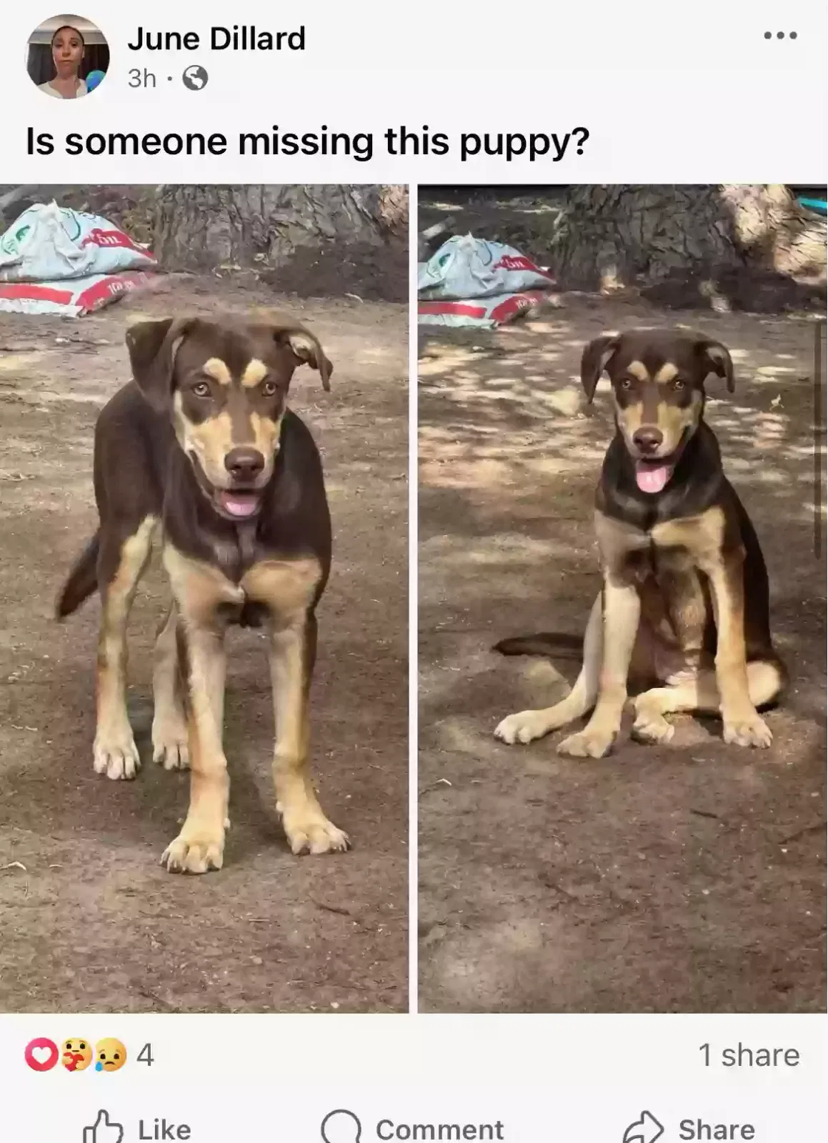 Dog, Unknown Dog for adoption in Lubbock, TX, 79416