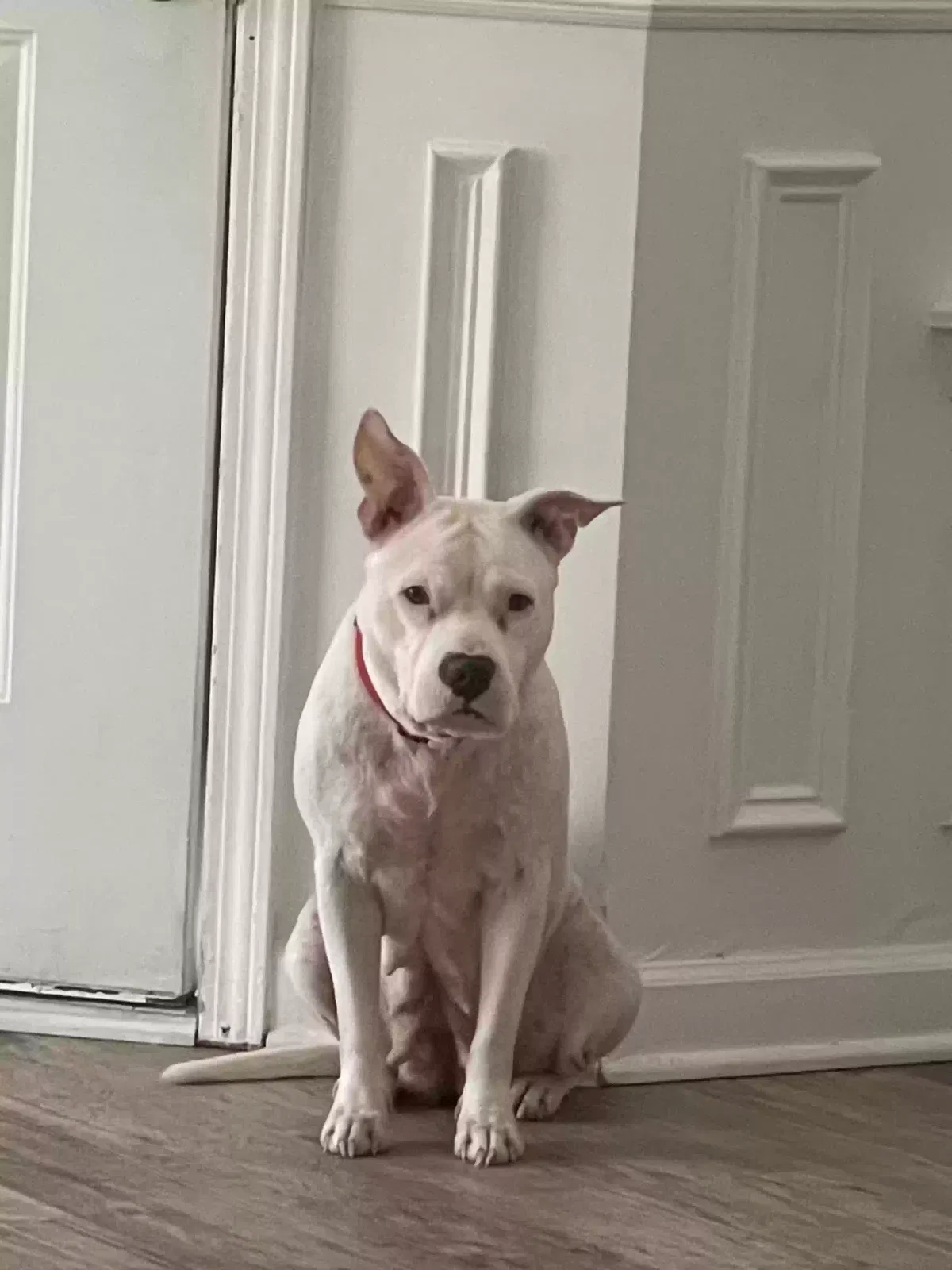 Atenena, Unknown Dog for adoption in Ellenwood, GA, 30294