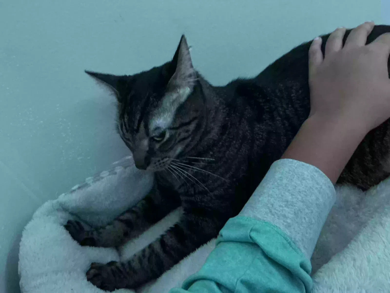 Miso, Unknown Cat for adoption in Gadsden, AL, 35901