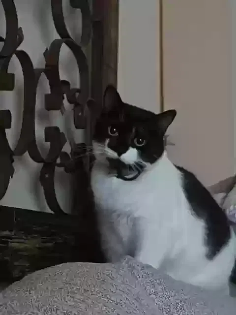 Muffin, Tuxedo cat Cat for adoption in Smyrna, GA, 30080