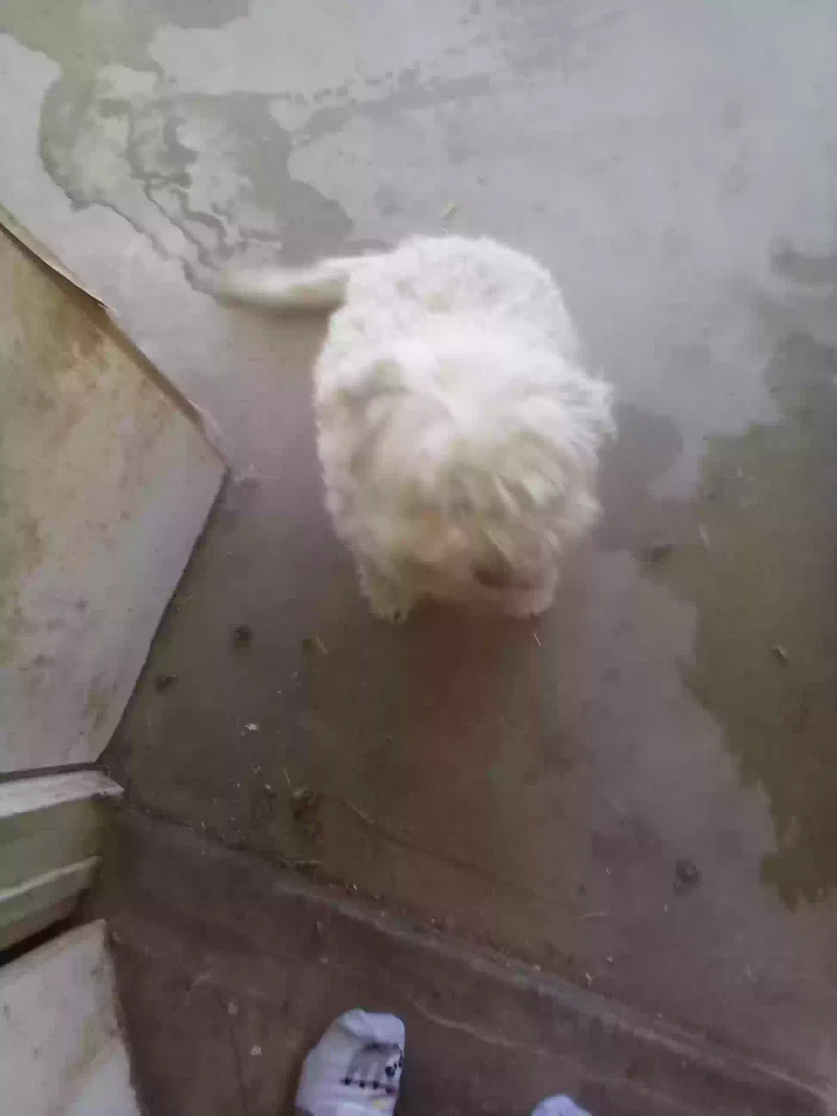 Marshmallow, Poodle mix Dog for adoption in Hemet, CA, 92543