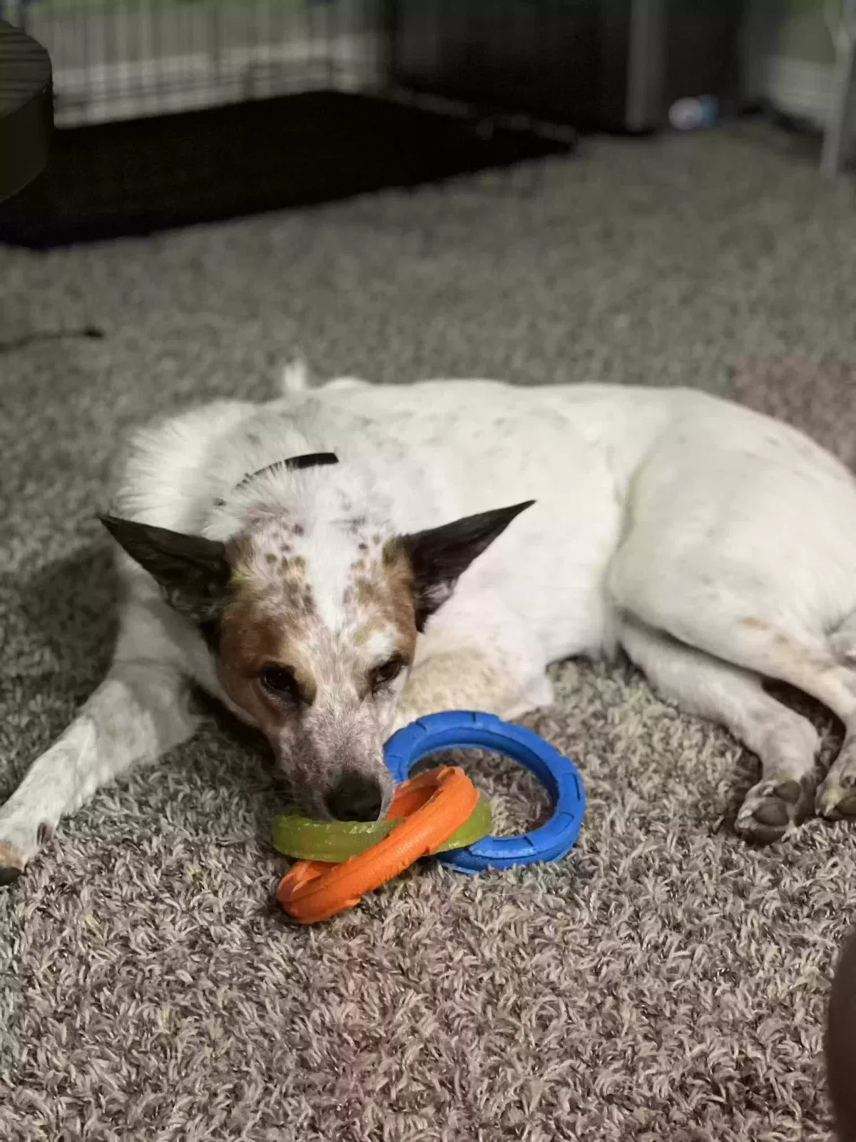 Pudge, Terrier mix Dog for adoption in Colorado Springs, CO, 80908