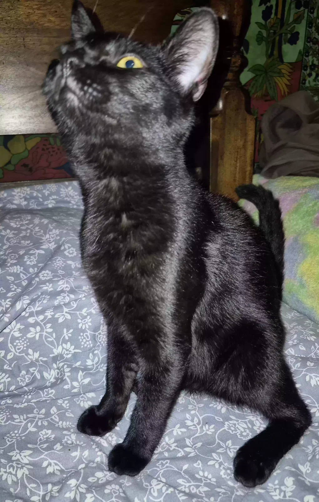 Cat, American short hair Cat for adoption in Rome, GA, 30165