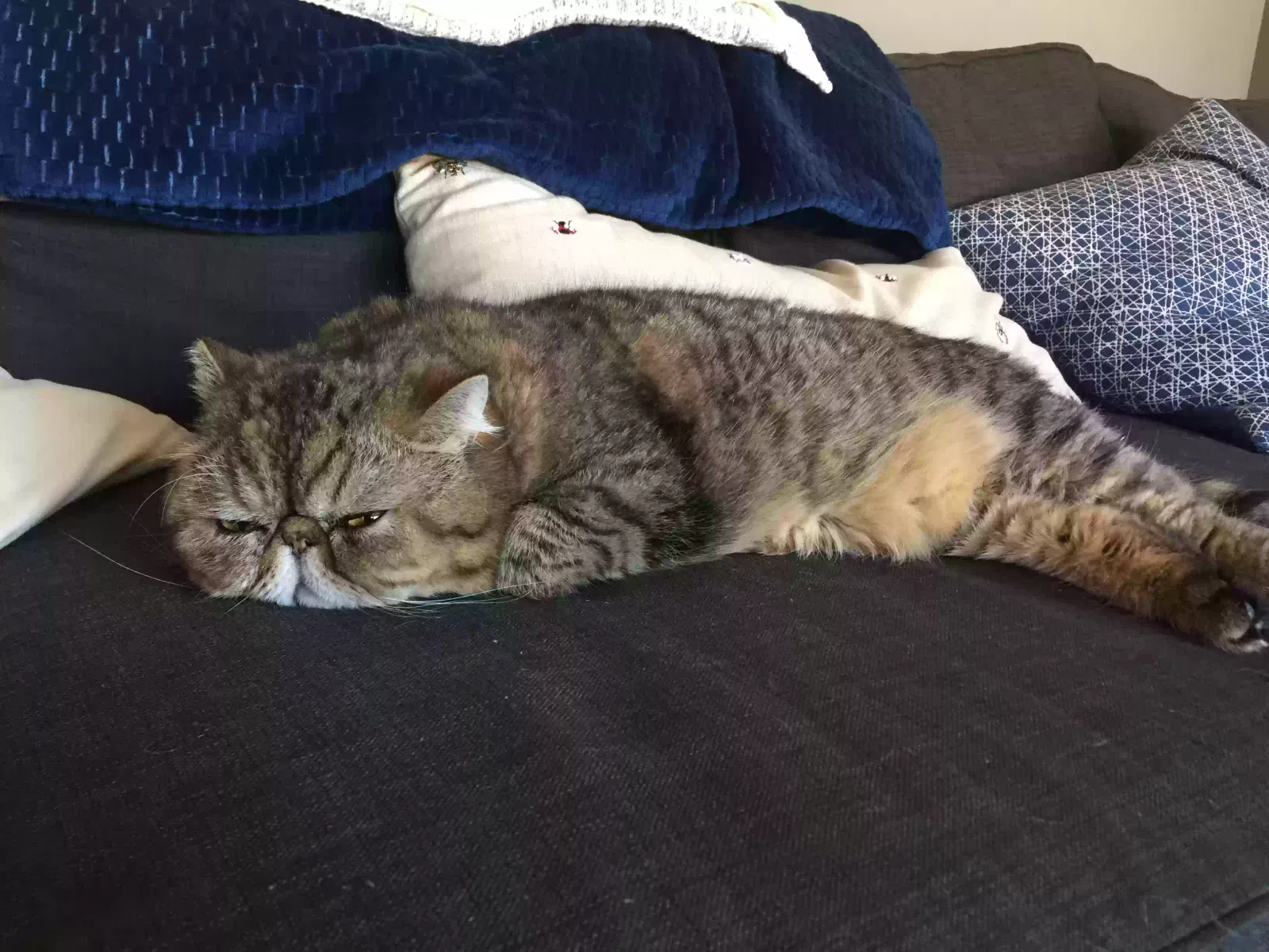 Cat, Exotic shorthair Cat for adoption in Palos Heights, IL, 60463