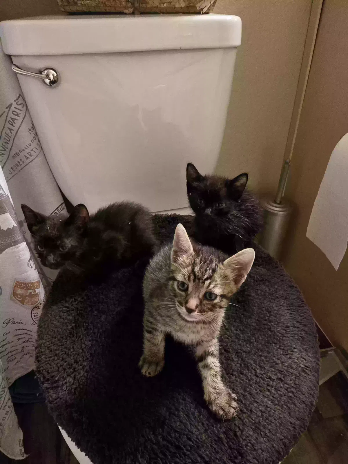 Cat, Unknown Cat for adoption in Glendale, AZ, 85306