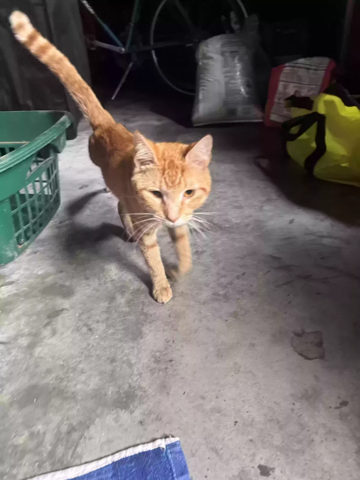 Cat, Unknown Cat for adoption in Greensboro, NC, 27410