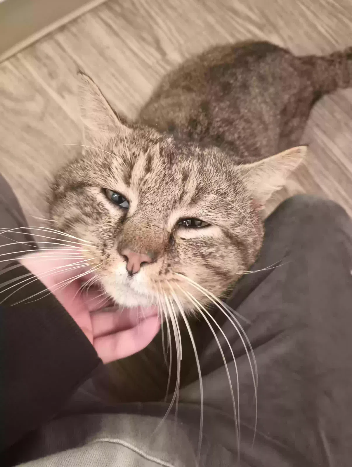 Aries, Tabby Cat for adoption in Vancouver, WA, 98665