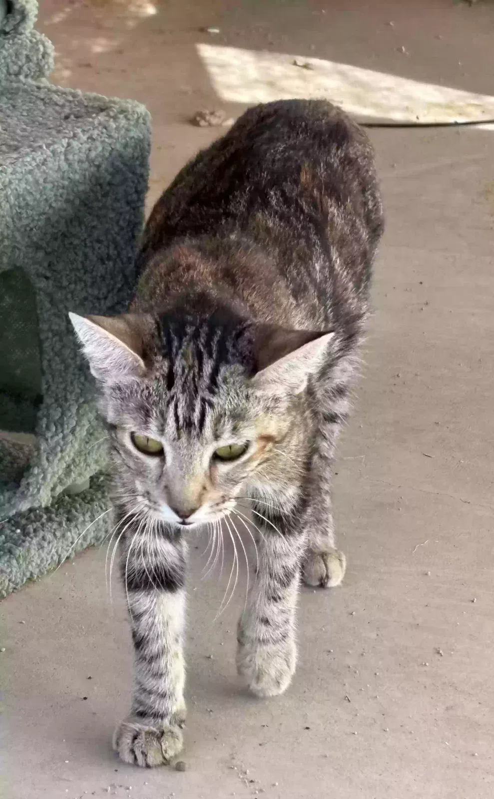 MAMA KITTY, CALICO Cat for adoption in Wittmann, AZ, 85361