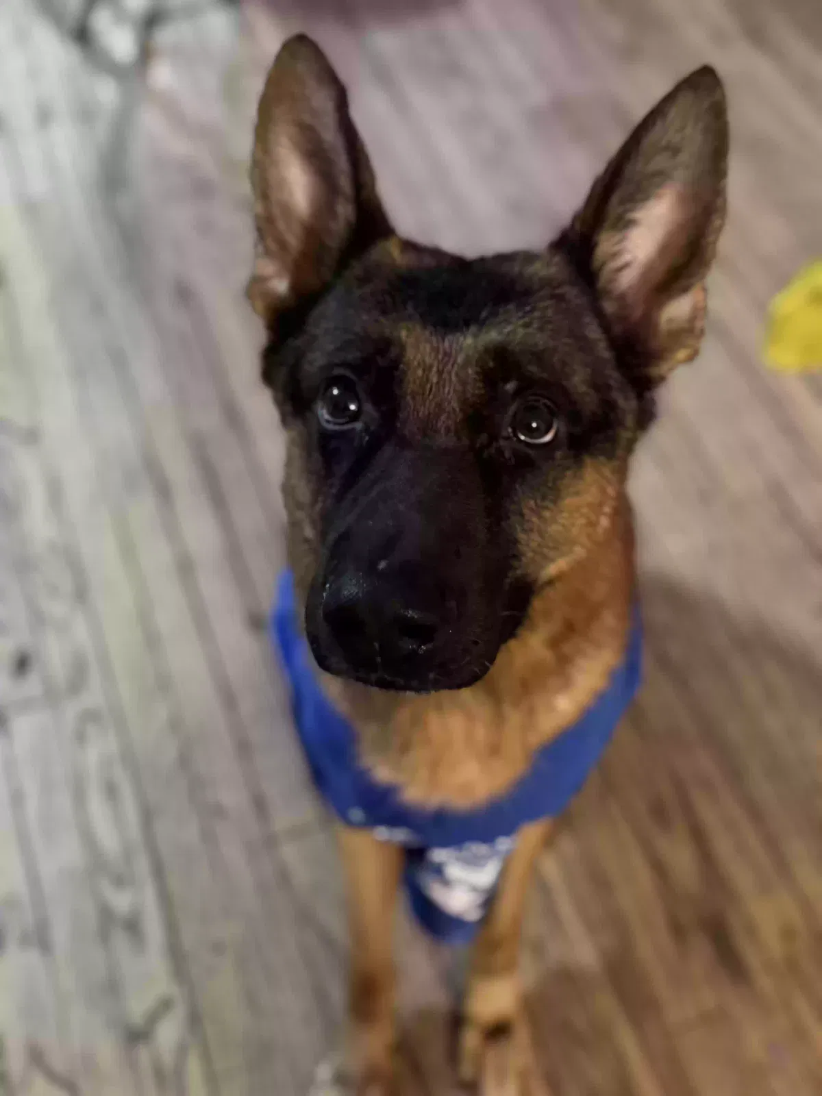 Max, German shepherd Dog for adoption in Evanston, IL, 60201