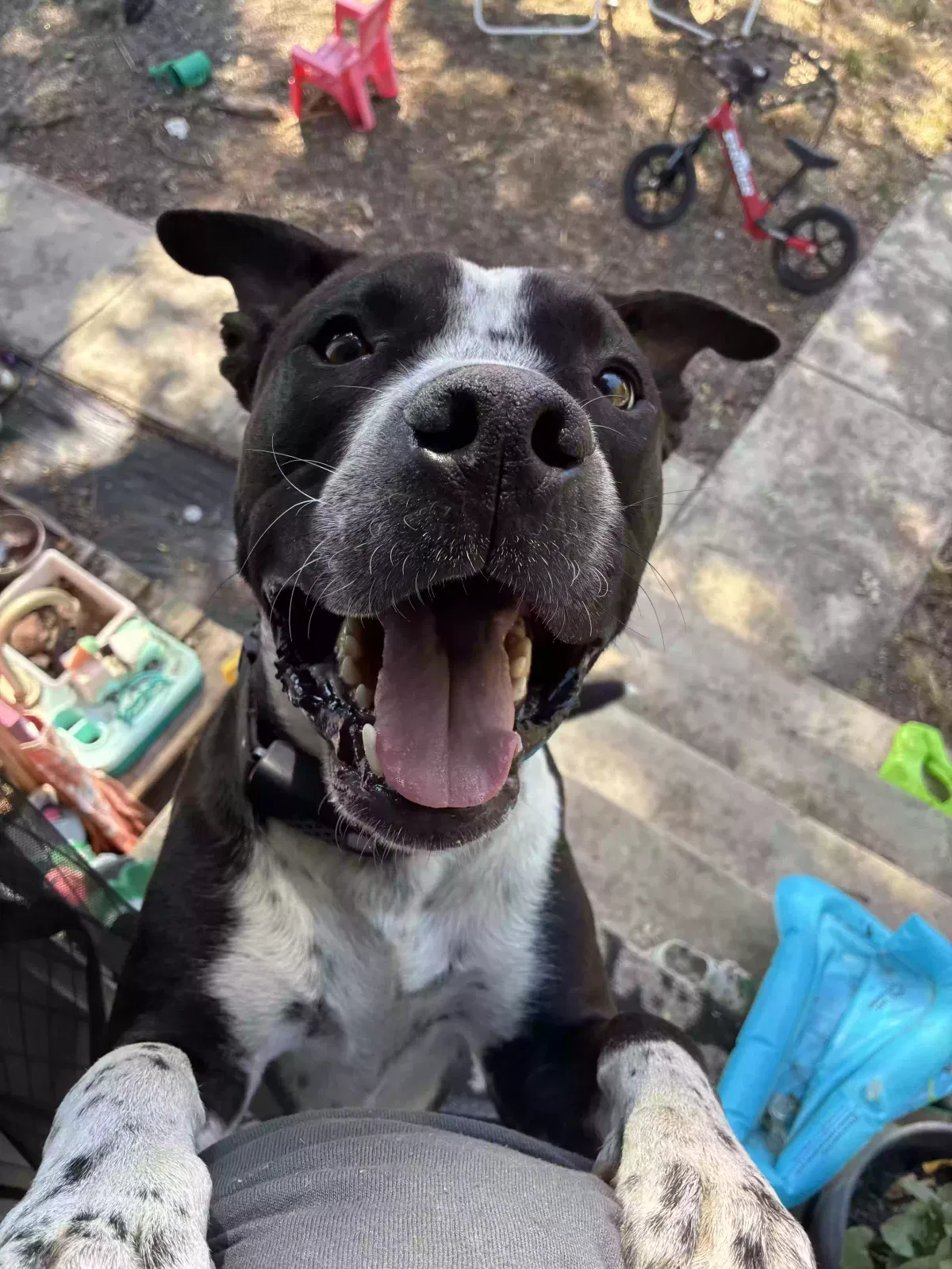 Guy, Great Dane mix Dog for adoption in Chico, CA, 95928