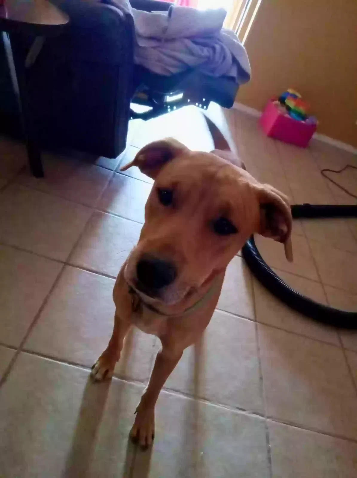 Dog, Unknown Dog for adoption in Prescott Valley, AZ, 86314