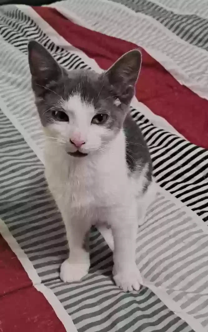 none, Unknown Cat for adoption in Saint Pauls, NC, 28384