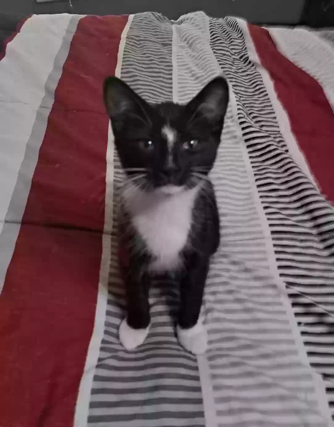 None, Unknown Cat for adoption in Saint Pauls, NC, 28384