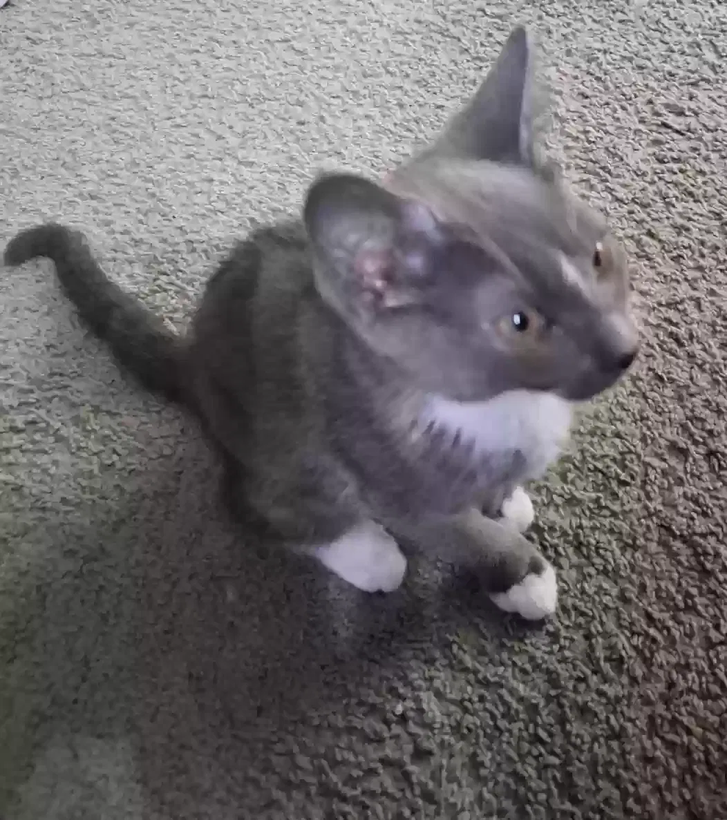 None, Unknown Cat for adoption in Saint Pauls, NC, 28384