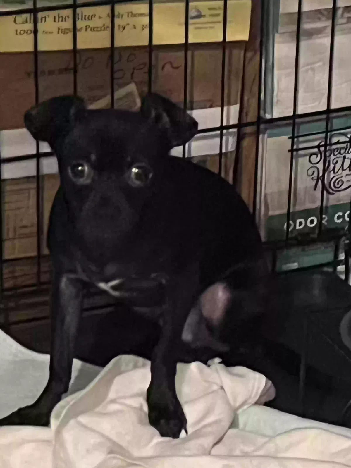 shadow, chinunwa Dog for adoption in Hudson, FL, 34667