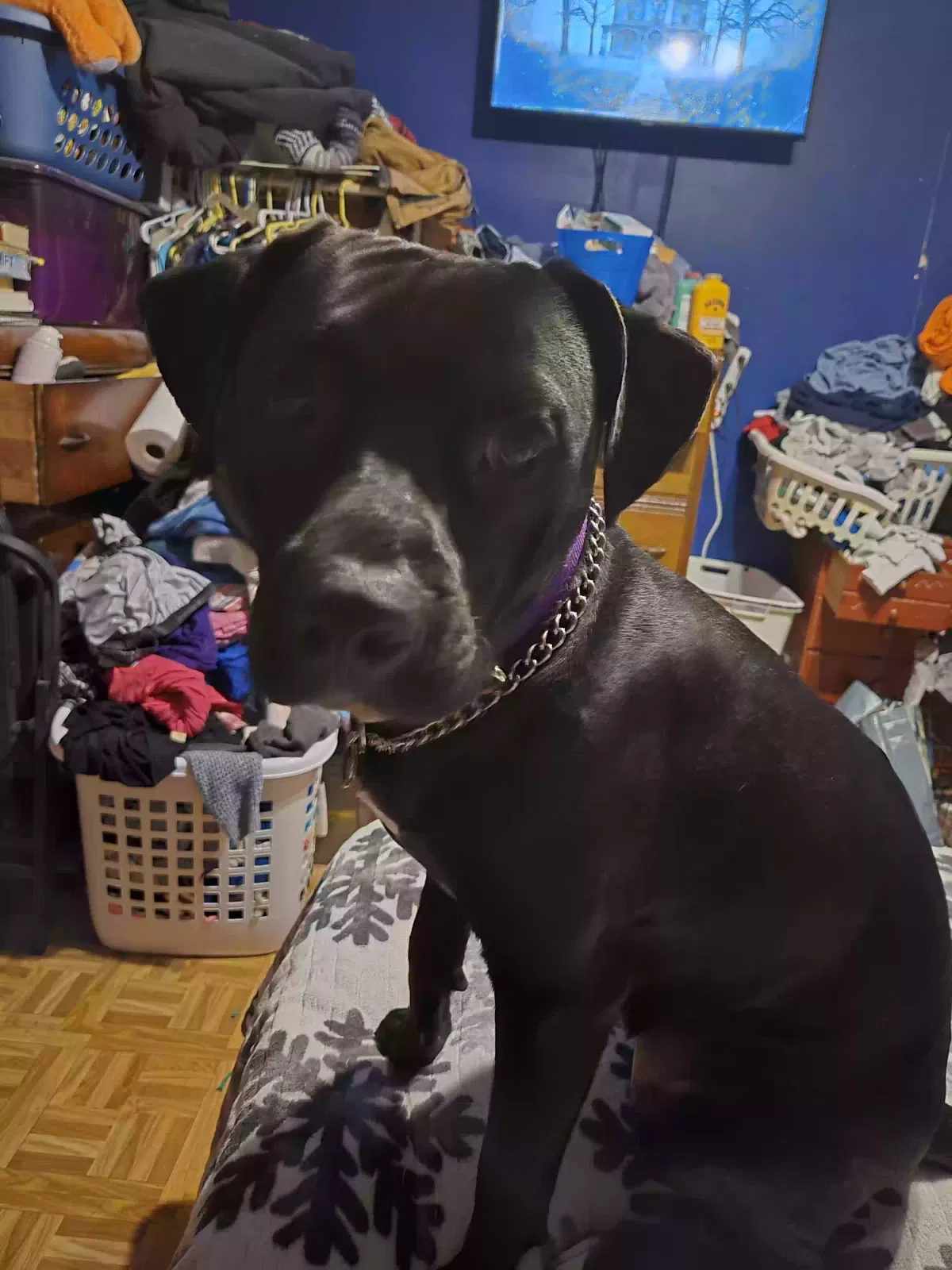 Shadow, Bully pit Dog for adoption in Warren, OH, 44483