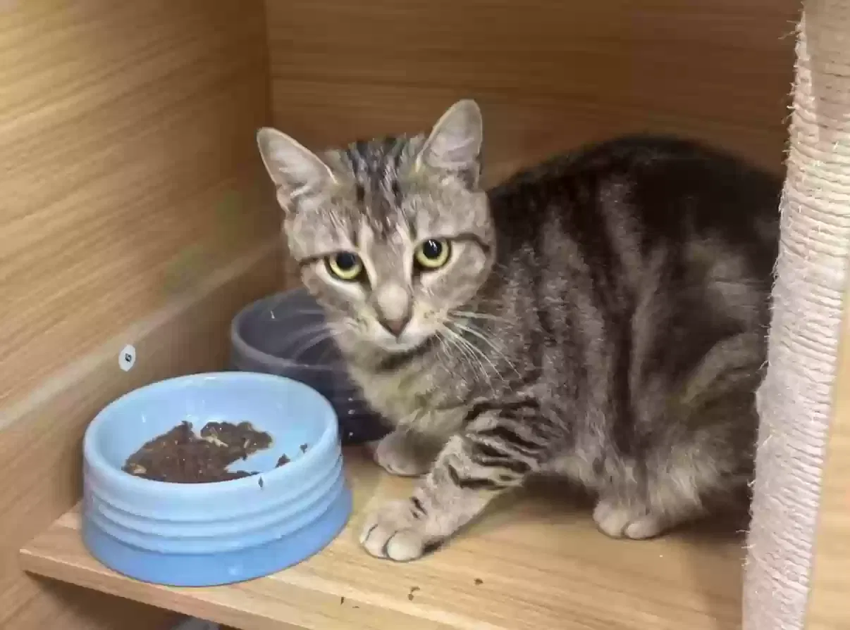 Angel, Domestic Shorthair Cat for adoption in Fresh Meadows, NY, 11365