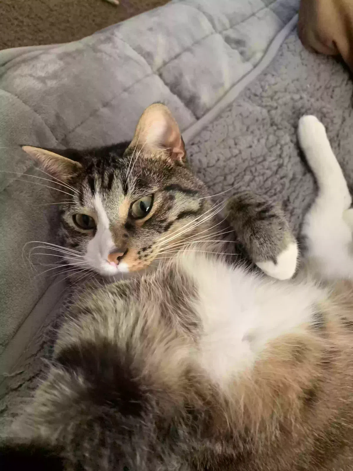 Wilbert, Unknown Cat for adoption in Imperial, MO, 63052