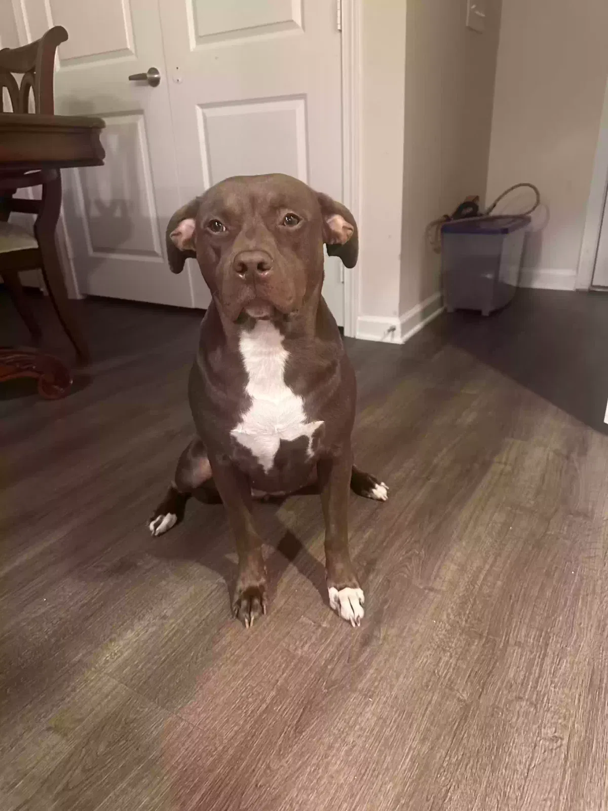 Dutchess, Unknown Dog for adoption in Douglasville, GA, 30134