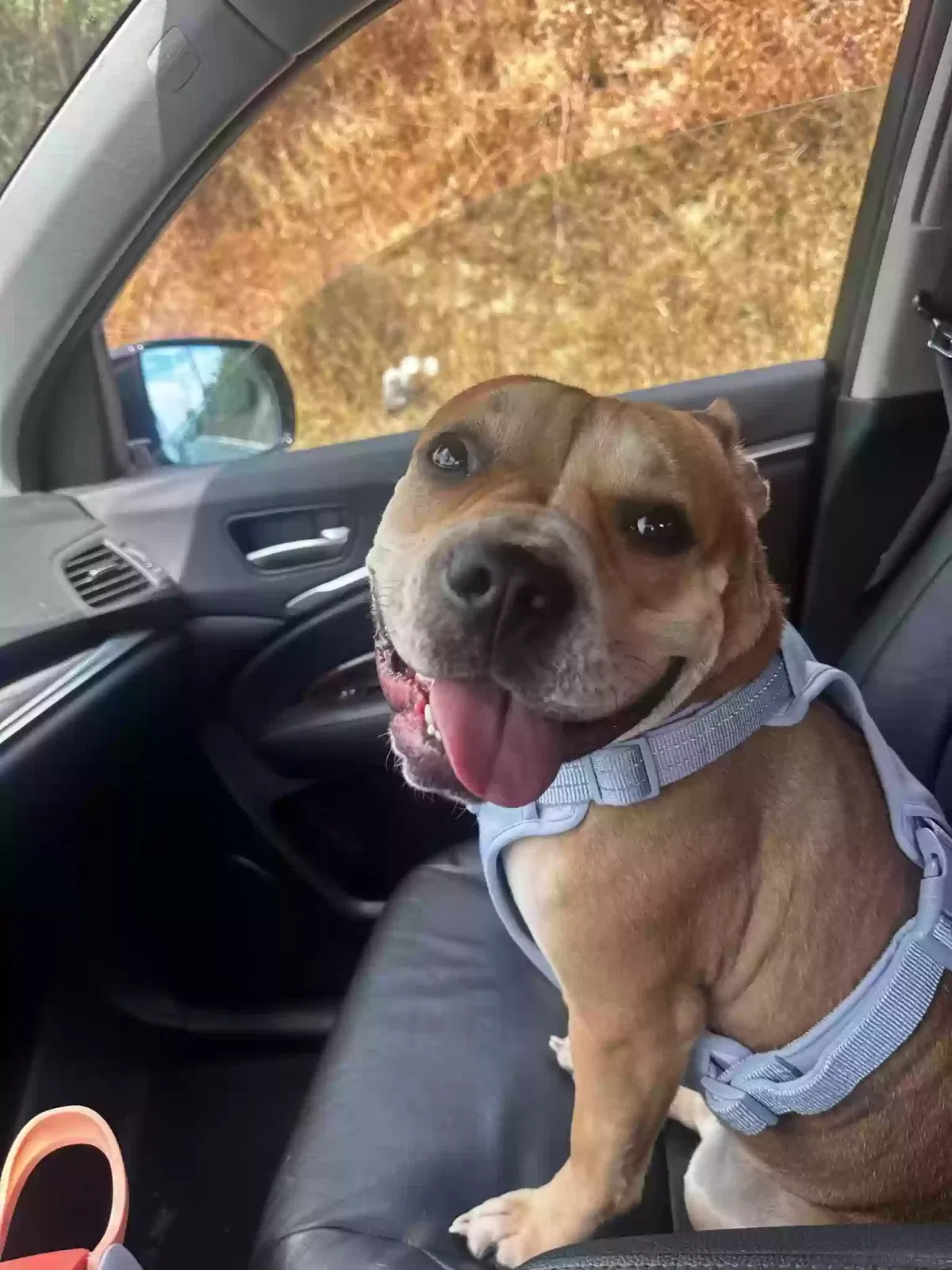 kobe, Frefrnch terrier mixed with pitbull Dog for adoption in Whittier, CA, 90604
