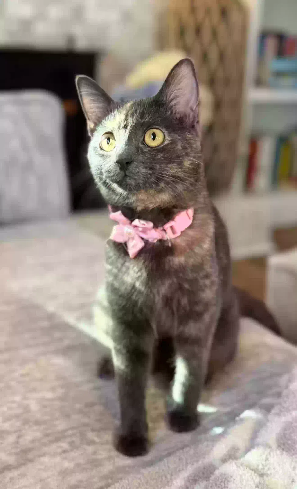 Luna, Dilute tortie Cat for adoption in Powder Springs, GA, 30127