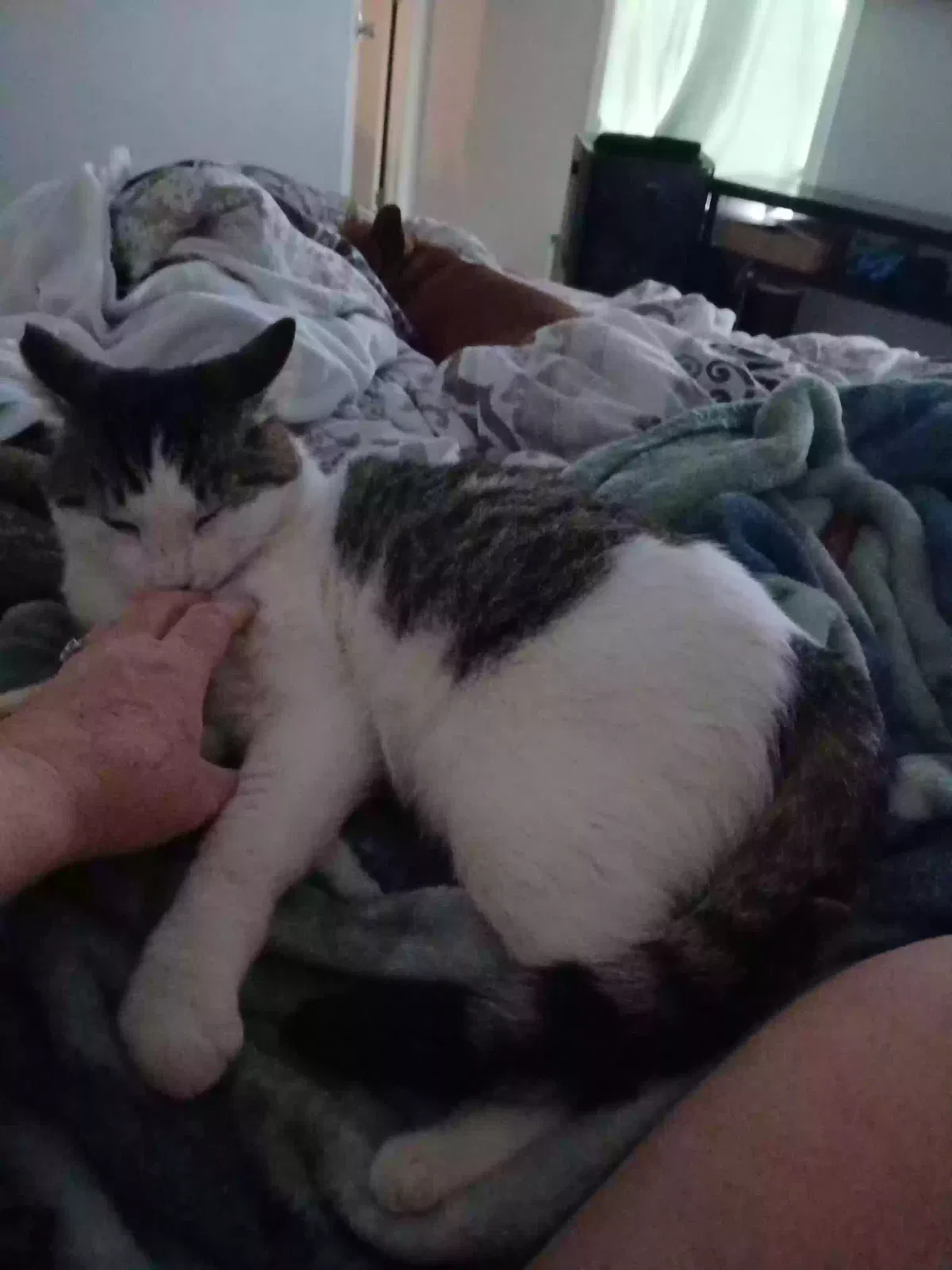 Cat, Unknown Cat for adoption in Nunn, CO, 80648
