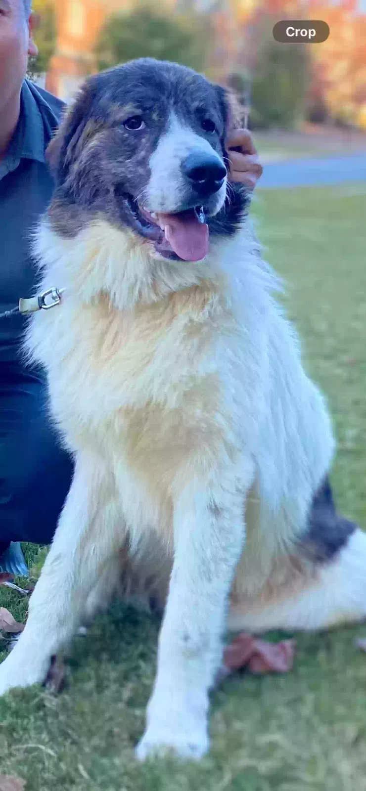 WU, German Shepherd Dog for adoption in Lilburn, GA, 30047