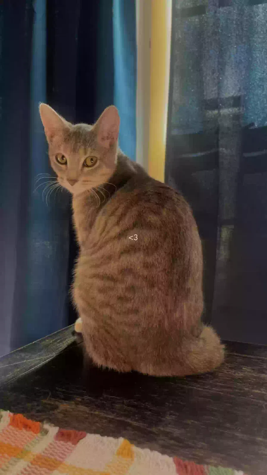 Cat, Grey cat Cat for adoption in Fort Smith, AR, 72903